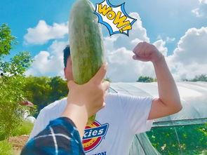 网红吃瓜爆料大全图片,揭秘娱乐圈幕后真相